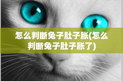 怎么判斷兔子肚子脹(怎么判斷兔子肚子脹了)
