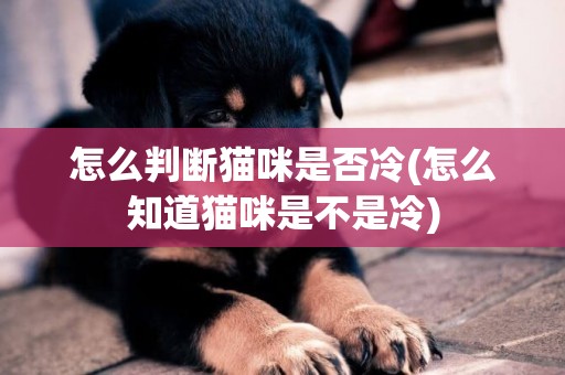 怎么判斷貓咪是否冷(怎么知道貓咪是不是冷)