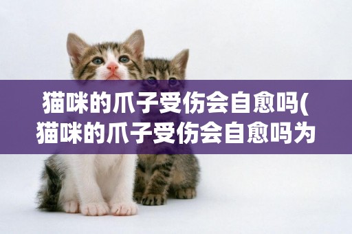 貓咪的爪子受傷會自愈嗎(貓咪的爪子受傷會自愈嗎為什么)