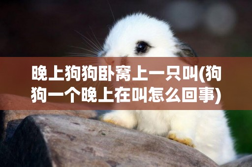 晚上狗狗臥窩上一只叫(狗狗一個晚上在叫怎么回事)