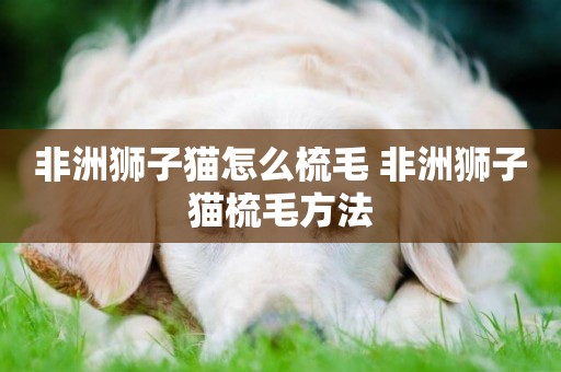 非洲獅子貓怎么梳毛 非洲獅子貓梳毛方法