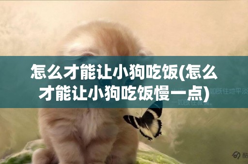 怎么才能讓小狗吃飯(怎么才能讓小狗吃飯慢一點)