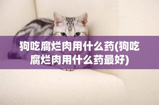 狗吃腐爛肉用什么藥(狗吃腐爛肉用什么藥最好)