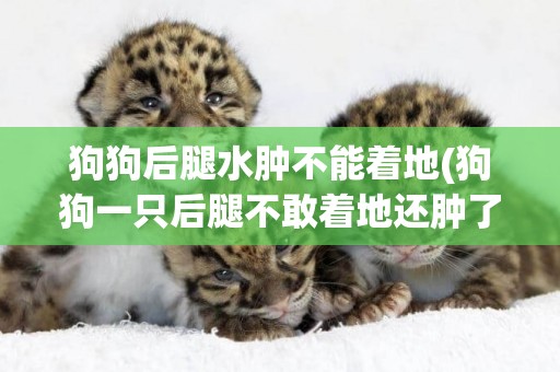 狗狗后腿水腫不能著地(狗狗一只后腿不敢著地還腫了)