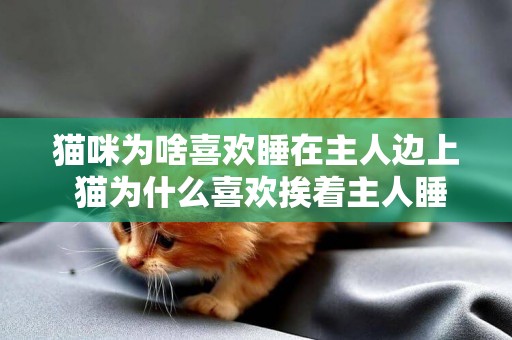 貓咪為啥喜歡睡在主人邊上 貓為什么喜歡挨著主人睡