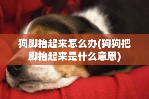 狗腳抬起來怎么辦(狗狗把腳抬起來是什么意思)
