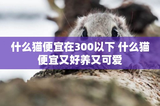 什么貓便宜在300以下 什么貓便宜又好養又可愛