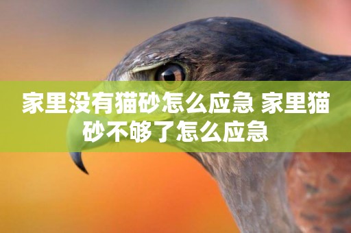 家里沒有貓砂怎么應急 家里貓砂不夠了怎么應急