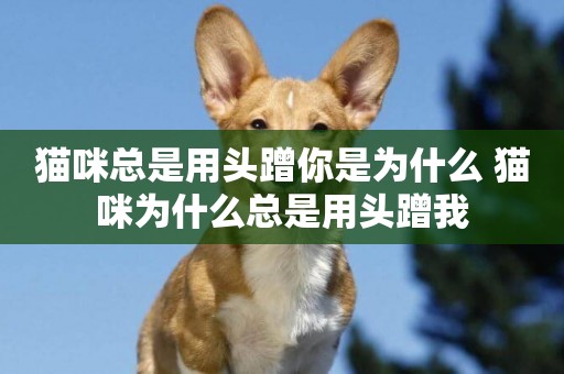 貓咪總是用頭蹭你是為什么 貓咪為什么總是用頭蹭我