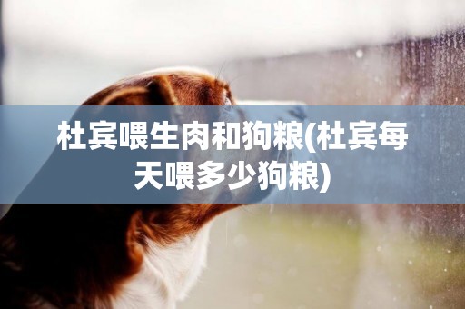 杜賓喂生肉和狗糧(杜賓每天喂多少狗糧)