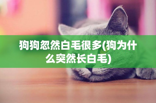 狗狗忽然白毛很多(狗為什么突然長白毛)