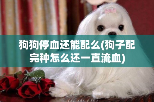狗狗停血還能配么(狗子配完種怎么還一直流血)