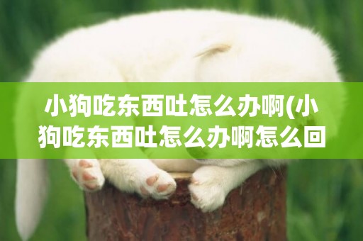 小狗吃東西吐怎么辦啊(小狗吃東西吐怎么辦啊怎么回事)