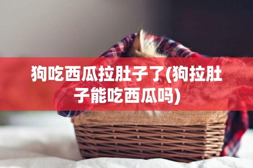 狗吃西瓜拉肚子了(狗拉肚子能吃西瓜嗎)