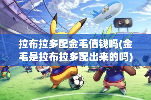 拉布拉多配金毛值錢嗎(金毛是拉布拉多配出來的嗎)
