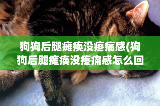 狗狗后腿癱瘓沒疼痛感(狗狗后腿癱瘓沒疼痛感怎么回事)