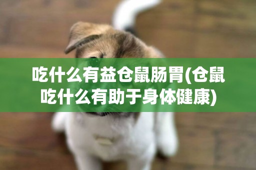 吃什么有益倉鼠腸胃(倉鼠吃什么有助于身體健康)