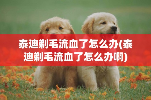 泰迪剃毛流血了怎么辦(泰迪剃毛流血了怎么辦啊)