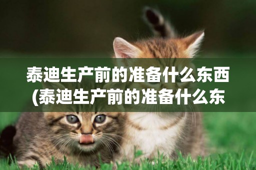 泰迪生產前的準備什么東西(泰迪生產前的準備什么東西給它吃)