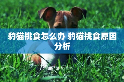 豹貓挑食怎么辦 豹貓挑食原因分析