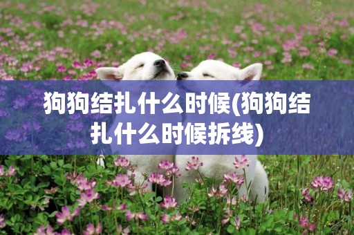狗狗結扎什么時候(狗狗結扎什么時候拆線)