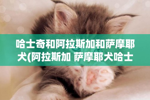 哈士奇和阿拉斯加和薩摩耶犬(阿拉斯加 薩摩耶犬哈士奇的區別)