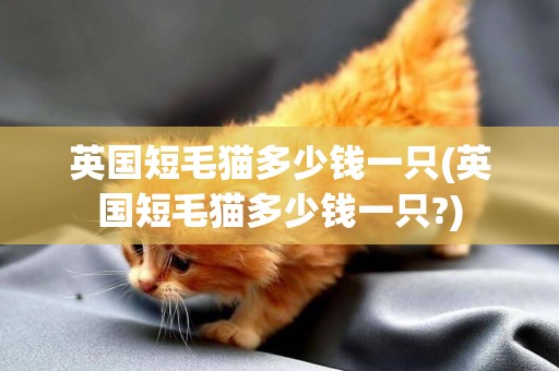 英國短毛貓多少錢一只(英國短毛貓多少錢一只?)