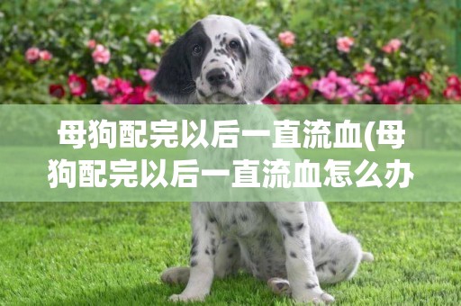 母狗配完以后一直流血(母狗配完以后一直流血怎么辦)