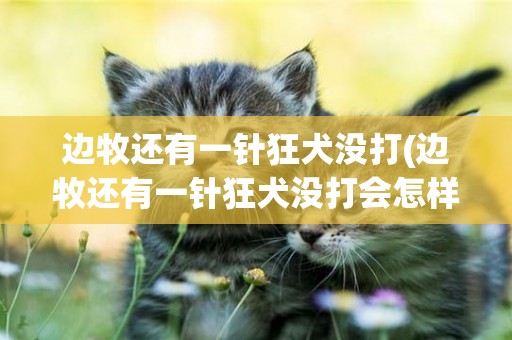 邊牧還有一針狂犬沒打(邊牧還有一針狂犬沒打會怎樣)