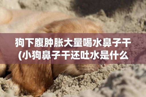 狗下腹腫脹大量喝水鼻子干(小狗鼻子干還吐水是什么怎么病)