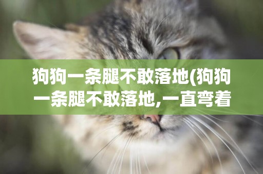 狗狗一條腿不敢落地(狗狗一條腿不敢落地,一直彎著腳)