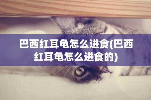巴西紅耳龜怎么進食(巴西紅耳龜怎么進食的)