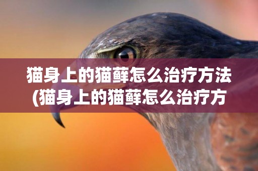 貓身上的貓蘚怎么治療方法(貓身上的貓蘚怎么治療方法視頻)