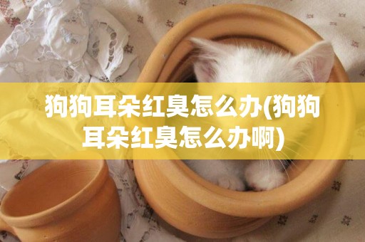 狗狗耳朵紅臭怎么辦(狗狗耳朵紅臭怎么辦啊)