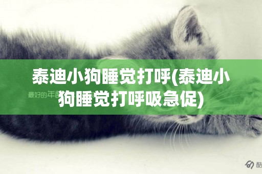 泰迪小狗睡覺打呼(泰迪小狗睡覺打呼吸急促)