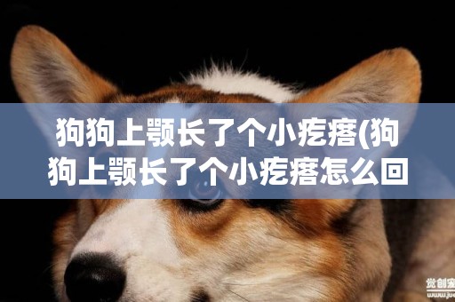 狗狗上顎長了個小疙瘩(狗狗上顎長了個小疙瘩怎么回事)