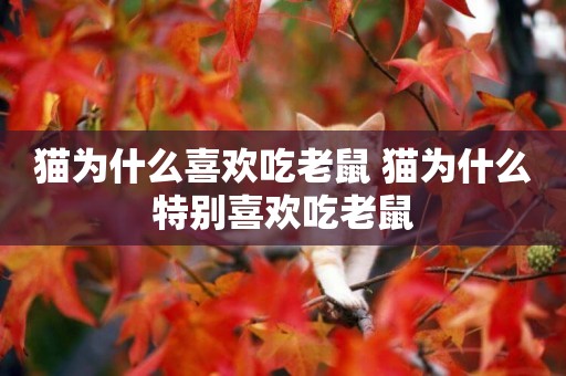 貓為什么喜歡吃老鼠 貓為什么特別喜歡吃老鼠