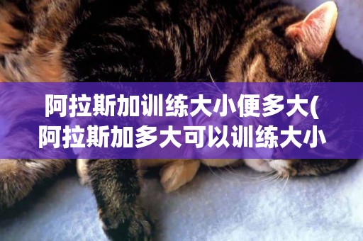 阿拉斯加訓練大小便多大(阿拉斯加多大可以訓練大小便)