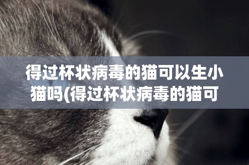 得過杯狀病毒的貓可以生小貓嗎(得過杯狀病毒的貓可以生小貓嗎知乎)