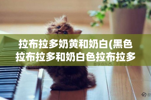 拉布拉多奶黃和奶白(黑色拉布拉多和奶白色拉布拉多)