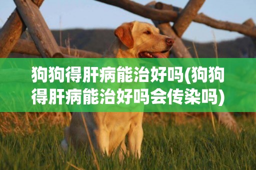 狗狗得肝病能治好嗎(狗狗得肝病能治好嗎會傳染嗎)