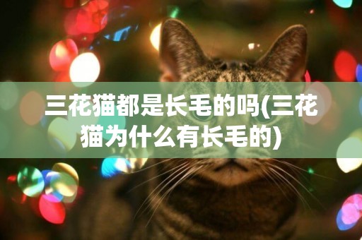 三花貓都是長毛的嗎(三花貓為什么有長毛的)
