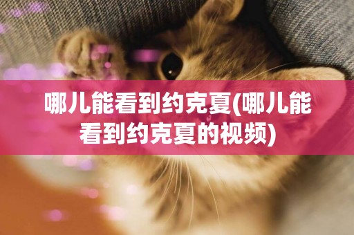 哪兒能看到約克夏(哪兒能看到約克夏的視頻)