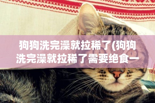 狗狗洗完澡就拉稀了(狗狗洗完澡就拉稀了需要絕食一天嗎)