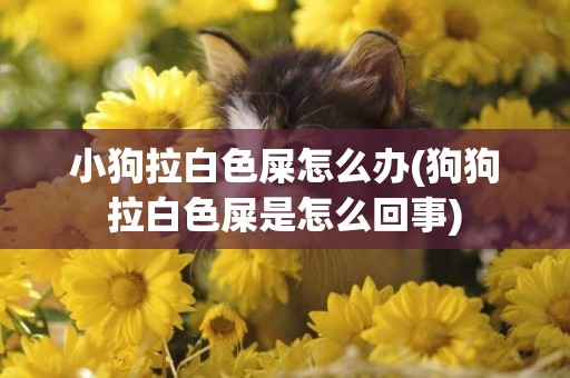 小狗拉白色屎怎么辦(狗狗拉白色屎是怎么回事)