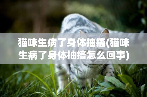 貓咪生病了身體抽搐(貓咪生病了身體抽搐怎么回事)