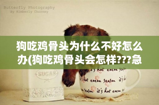 狗吃雞骨頭為什么不好怎么辦(狗吃雞骨頭會怎樣???急!!!)