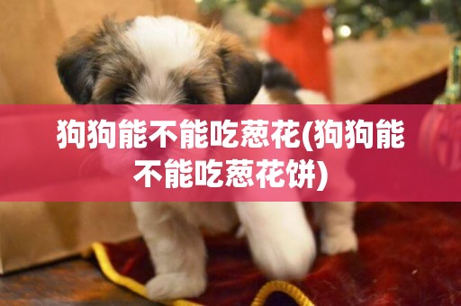 狗狗能不能吃蔥花(狗狗能不能吃蔥花餅)