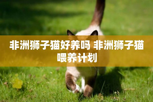 非洲獅子貓好養嗎 非洲獅子貓喂養計劃