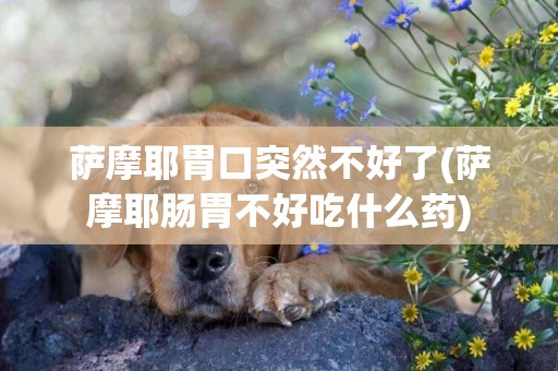 薩摩耶胃口突然不好了(薩摩耶腸胃不好吃什么藥)
